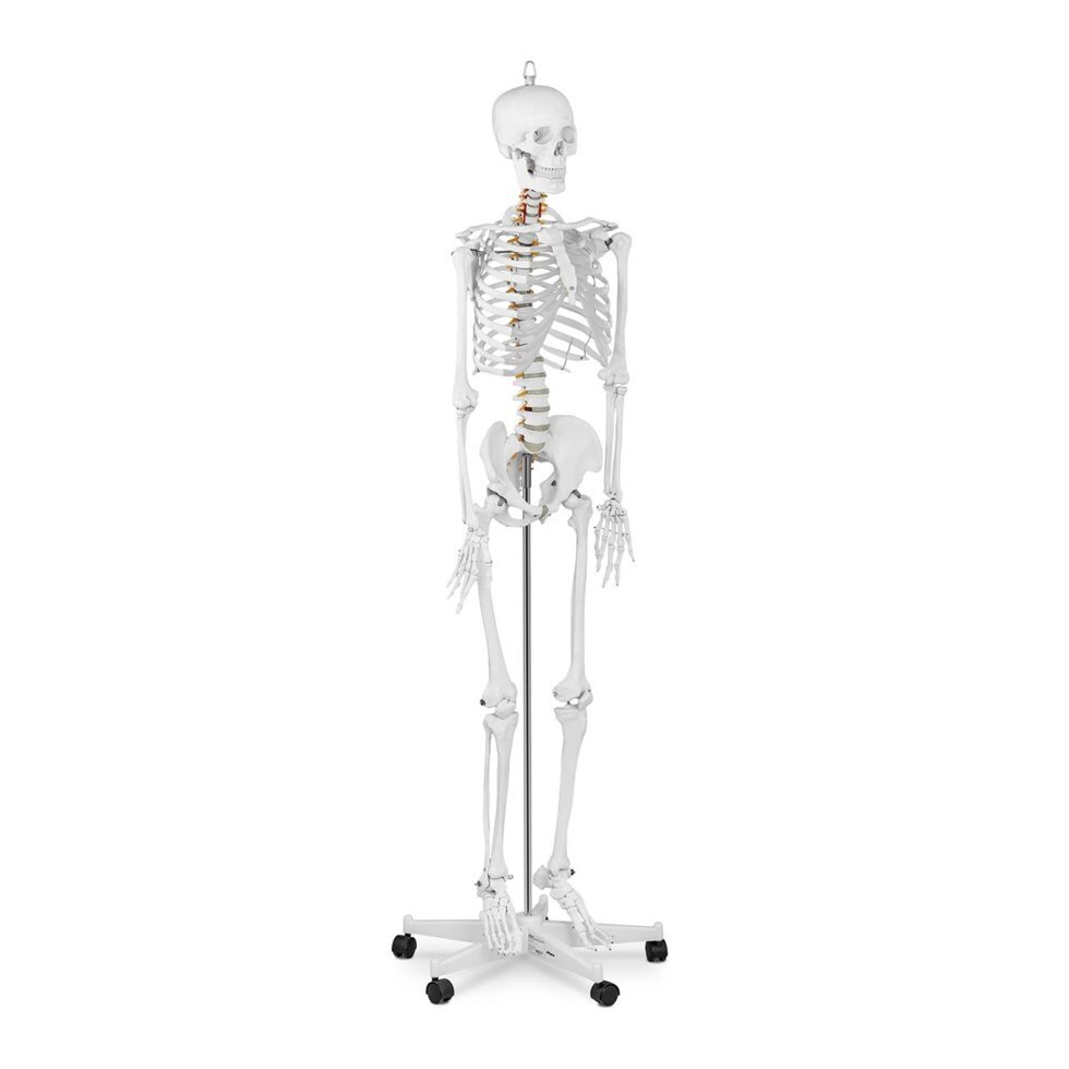 Скелет людини - це анатомічна модель - 176 cm Physa (-)}} від компанії Euromarka - фото 1