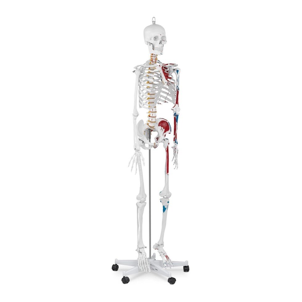 Скелет людини - це анатомічна модель - 180 cm Physa (-)}} від компанії Euromarka - фото 1