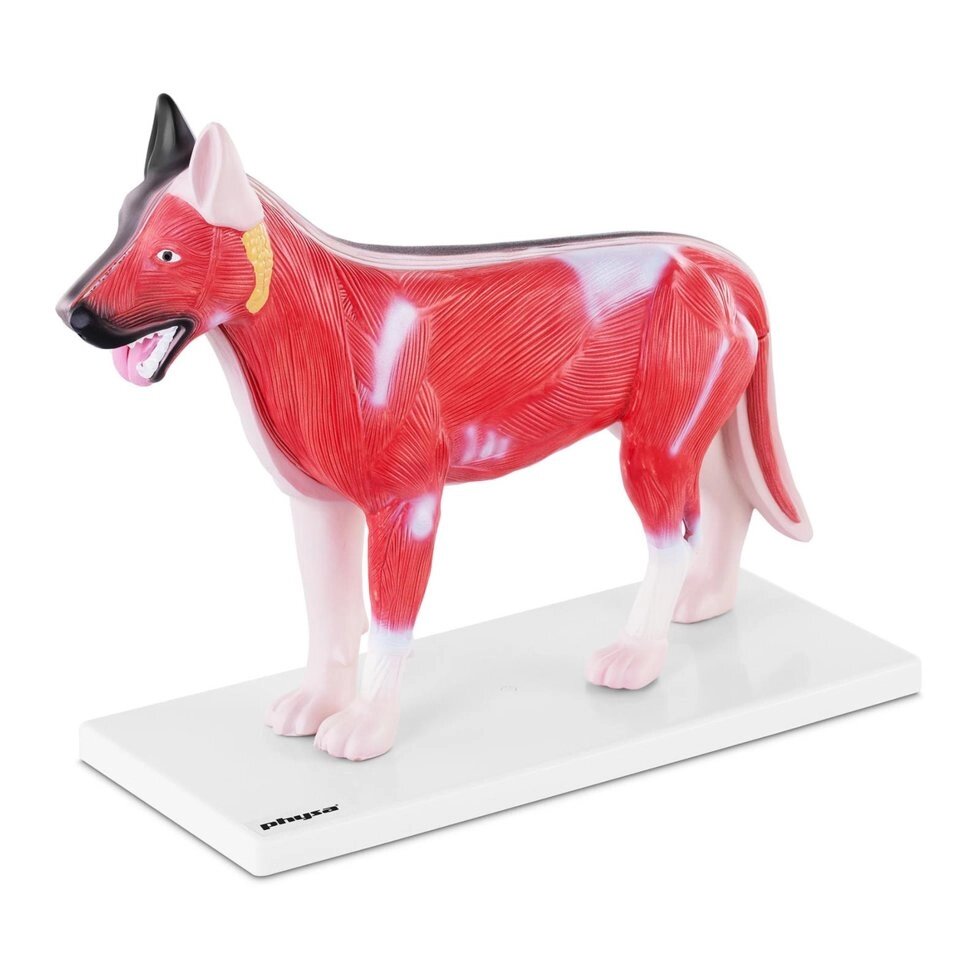 Собака - анатомічна модель Physa (-) від компанії Euromarka - фото 1