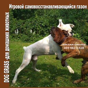 1Кг Спортивний ігровий газон DOGGY з білою мікро конюшиною 50%