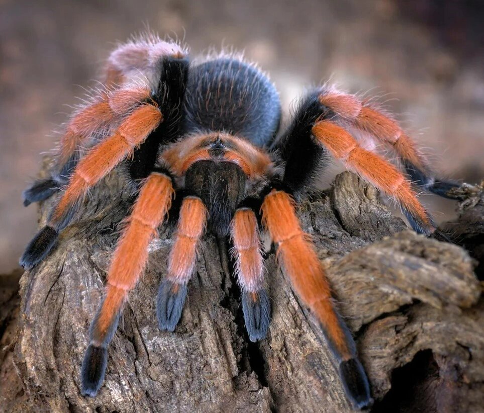 Афонопельма Біколоратум (Aphonopelma bicoloratum) один з найяскравіших павуків цього виду від компанії Шіпістік Shipistik - фото 1