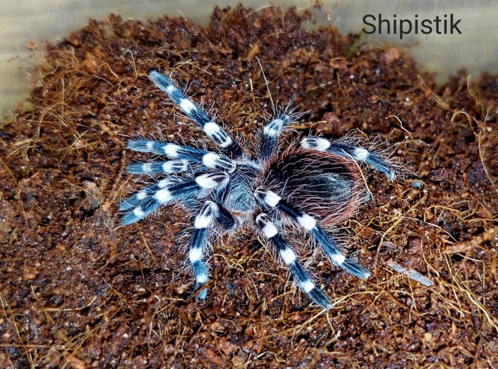 Акантоскурія Генікулята (Acanthoscurria geniculata) павук-птахоїд для початківців від компанії Шіпістік Shipistik - фото 1