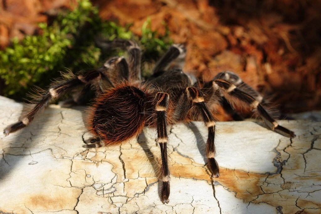 Акантоскурія генікулята бразильський білоколінний павук-птахоїд (Acanthoscurria geniculata) від компанії Шіпістік Shipistik - фото 1