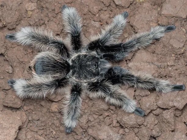 Брахіпельма альбопілосум або "курчавоволосий" паук-птицеед (Brachypelma albopilosum) від компанії Шіпістік Shipistik - фото 1