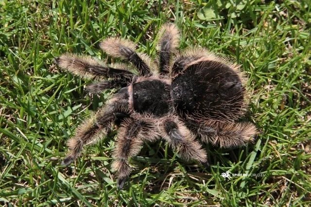 Брахіпельма альбопілосум або "курчавоволосий" паук-птицеед (Brachypelma albopilosum) від компанії Шіпістік Shipistik - фото 1