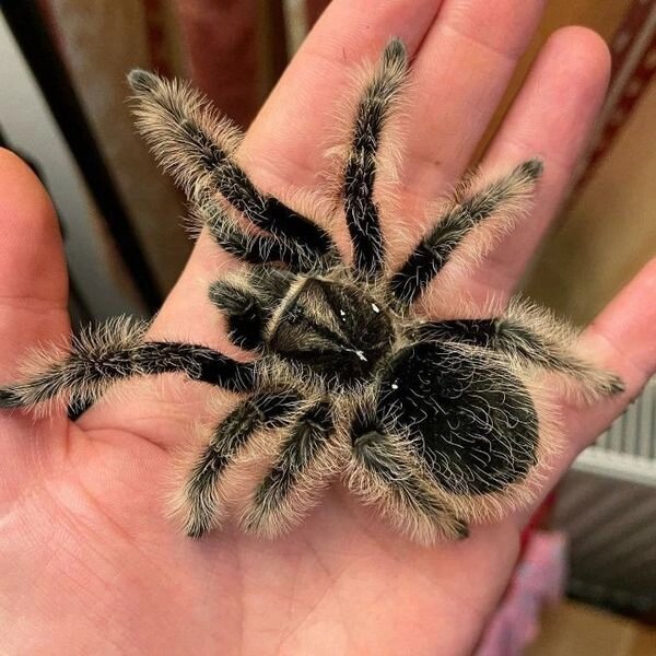 Тәжік эротикасы