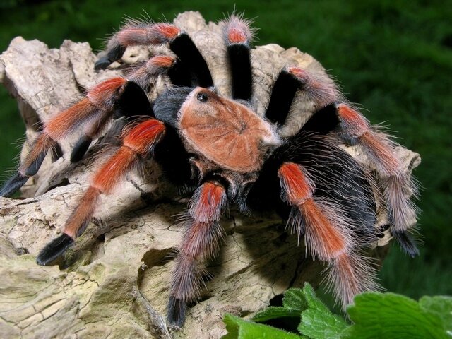 Брахіпельма боемі Мексиканський вогненоногий павук-птахоїд "Brachypelma boehmei" від компанії Шіпістік Shipistik - фото 1