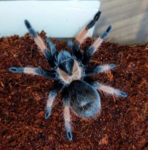 Брахіпельма Емілія (Brachypelma emilia), павук-птахоїд для новачків