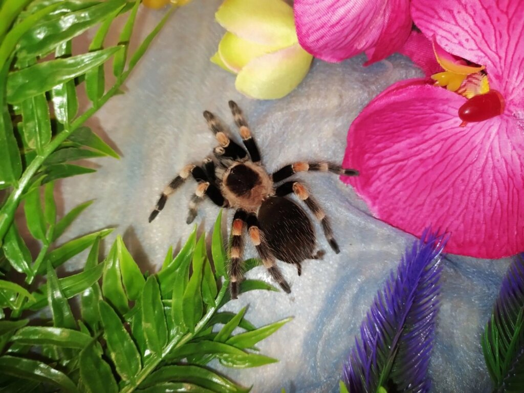 Брахіпельма Смітті. Brachypelma smithi. Мексиканський червоно-колінний птицеед від компанії Шіпістік Shipistik - фото 1