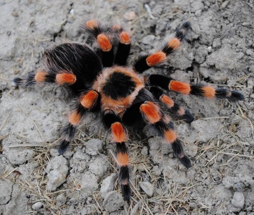 Брахіпельма смітті (Brachypelma smithi) павук-птахоїд від компанії Шіпістік Shipistik - фото 1