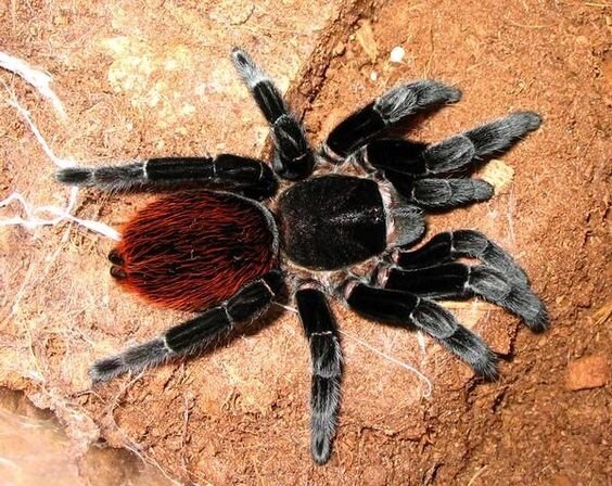 Брахіпельма ваганс статевозріла адультна самка (Brachypelma vagans) павук-птахоїд від компанії Шіпістік Shipistik - фото 1