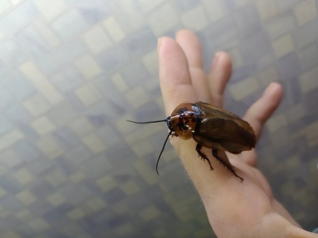 Eublaberus posticus Оранжевоголовий тарган 5 см від компанії Шіпістік Shipistik - фото 1