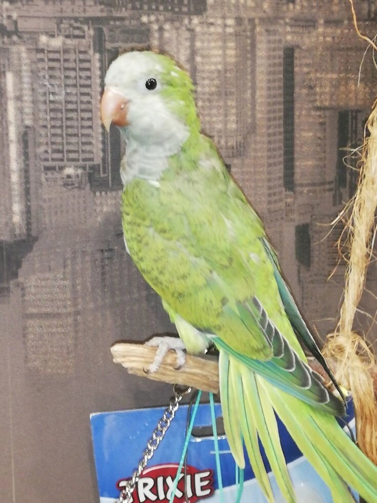Каліта Монах. Ручні малюки годованці. Зелений папуга, середній папуга від компанії Шіпістік Shipistik - фото 1