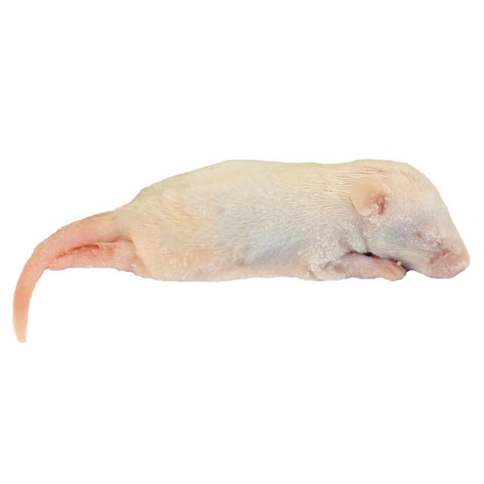 Кормові миші різного розміру від компанії Шіпістік Shipistik - фото 1