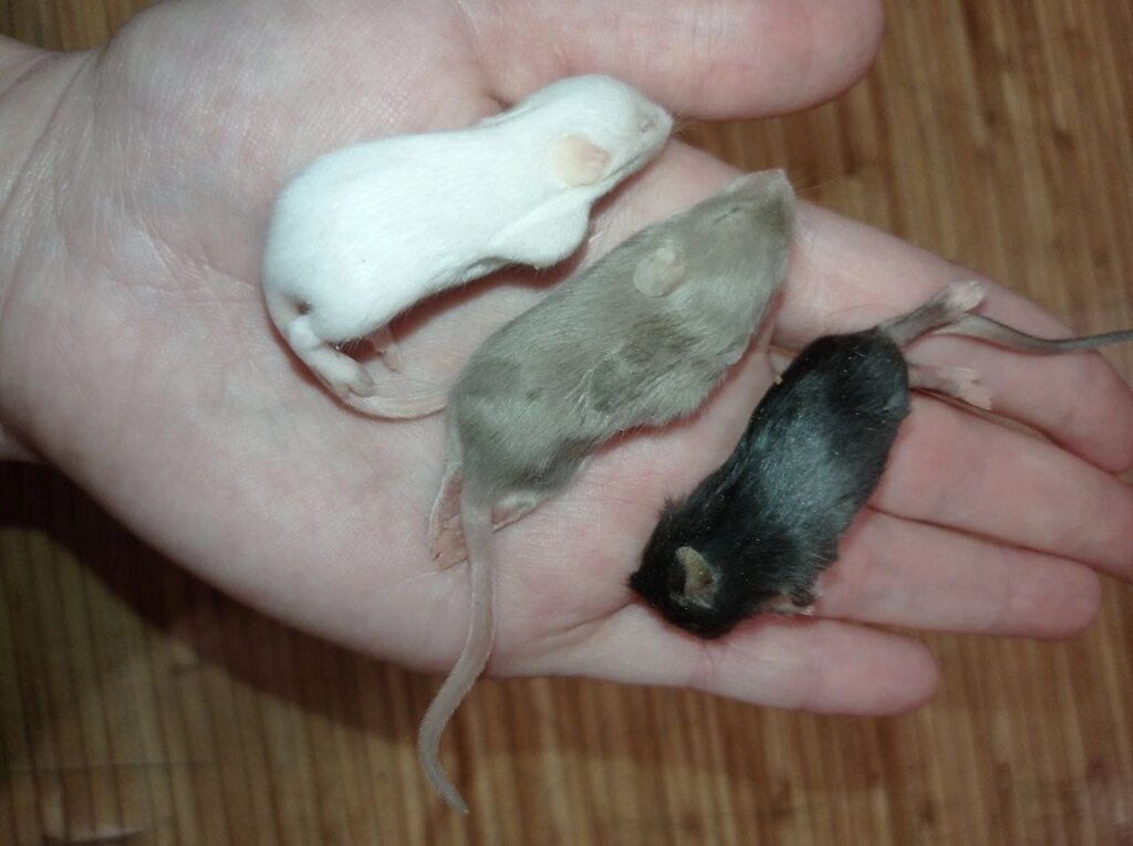 Кормові миші заморозка 7-9 грам від компанії Шіпістік Shipistik - фото 1