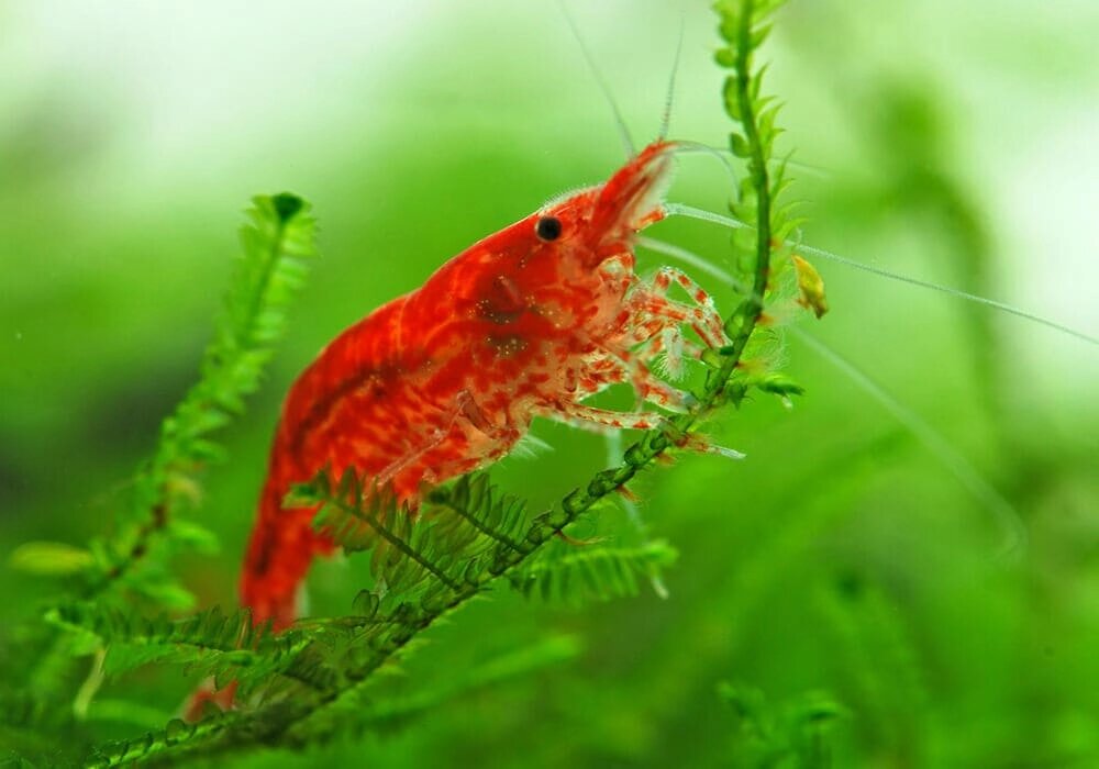 Креветка Черрі або Вишня - турботливий санітар (Neocaridina heteropoda, або Red Cherry Shrimp) від компанії Шіпістік Shipistik - фото 1