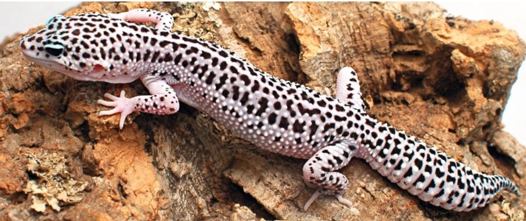 Леопардовий гекон, Еублефар. від компанії Шіпістік Shipistik - фото 1