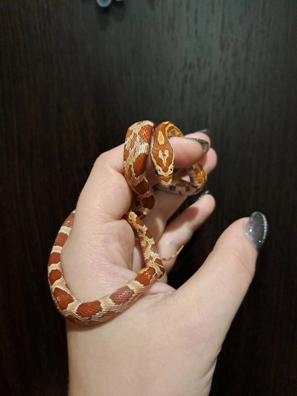 Маїсовий полоз  Pantherophis guttatus від компанії Шіпістік Shipistik - фото 1