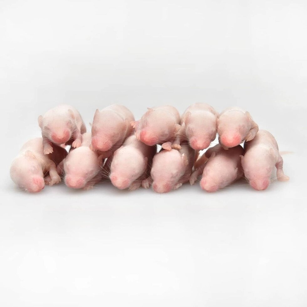 Миші опушата заморожені, кормові гризуни 3,5 - 4,5 см від компанії Шіпістік Shipistik - фото 1