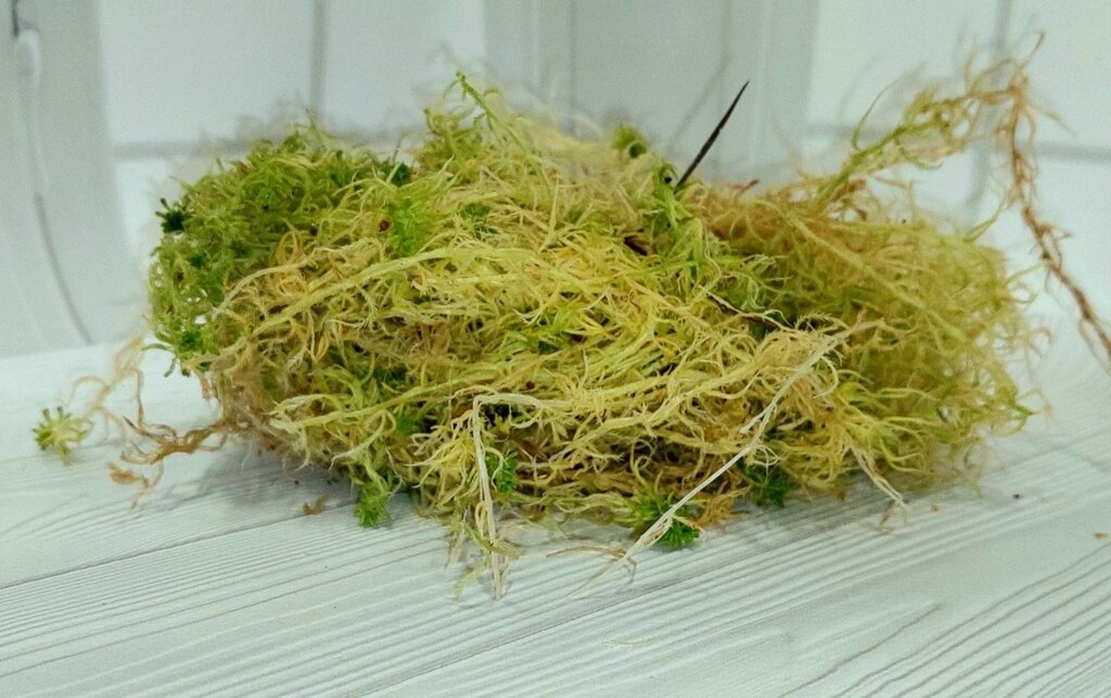 Мох Сфагнум, свежий мох для террариума ##от компании## Шипистик Shipistik - ##фото## 1