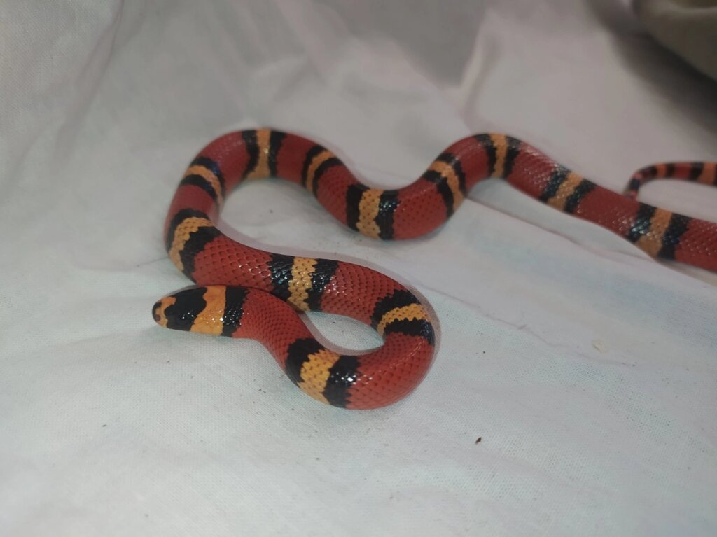 Молочна Гонудураська змія, морфні змії різного віку від компанії Шіпістік Shipistik - фото 1