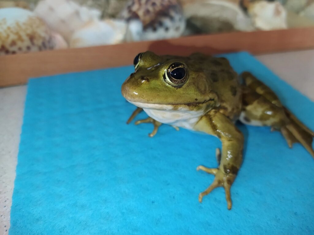 Озерна жаба. Красуня жаба. Вихованець для будинку. від компанії Шіпістік Shipistik - фото 1