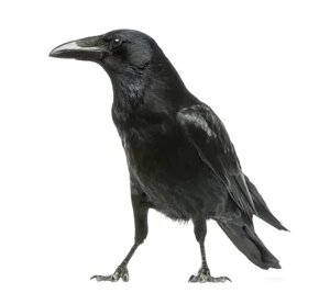 Ворон Крук. + Утримання. Малюки Воронята. Corvus corax.