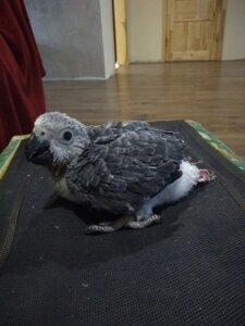 Сірий африканський папуга або жако алохвостий, малюки від 1 місяця