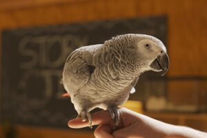 Великий, розумний папуга Жако Алохвостий або Великий сірий папуга