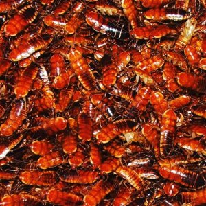 Кормові туркменські таракани 1.5-2 см, живий корм для рептилій, павуків, птахів та амфібій. Все для утримання комах