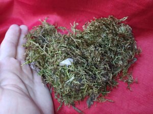 Лісовий мох для тераріумів, наповнювач або декор для рептилій в Києві от компании Шипистик Shipistik