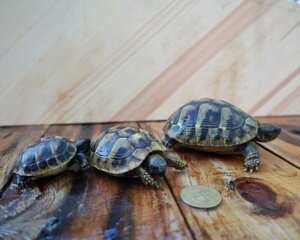 Балканська черепаха. Дорослі самки та самці