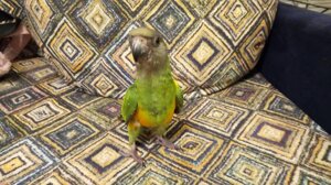 Папуга сенегальський Poicephalus senegalus
