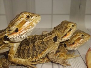 Агама Бородатая (Pogona Vitticeps)