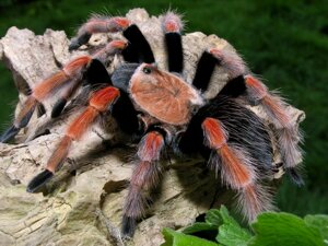 Брахіпельма боемі Мексиканський вогненоногий павук-птахоїд "Brachypelma boehmei"