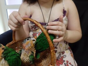Папуги Каїка пташенята Веселун для дітей