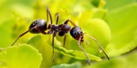 Муравьи, муравьиные фермы, формикарии