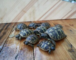 Балкінські черепахи різного віку