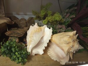 Декор Раковина, Натуральний декор.