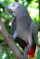 Большие и средние попугаи