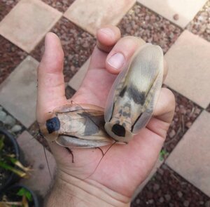 Блаберус як домашній улюбленець спокійний екзотичний тарган 5–7 см. Ідеальний для тераріумів та колекцій