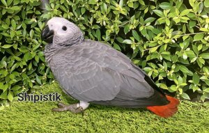 Великий, розумний папуга Жако Алохвостий або Великий сірий папуга