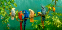 Попугаи (Parrots). Канарейки, амадины и другие птицы