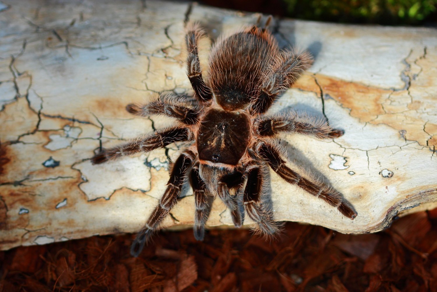 Заказать Брахипельма альбопилосум. Brachypelma albopilosum. Курчавый  птицеед. с доставкой по всей Украине - 1082995261