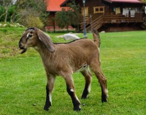 Англо-нубійська коза, малюки від 5ти місяців