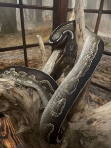 Королівський пітон (Python regius)