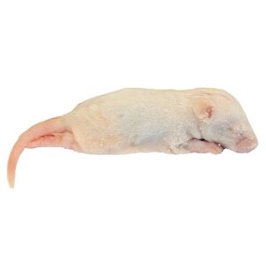 Кормові миші різного розміру