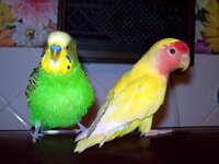 Маленькие попугаи