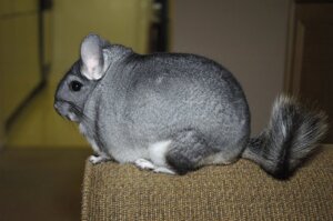 Шиншила стандарт (Chinchilla).