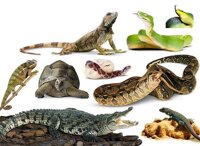 Рептилии (Reptiles): ящерицы, змеи, жабы, черепахи, лягушки